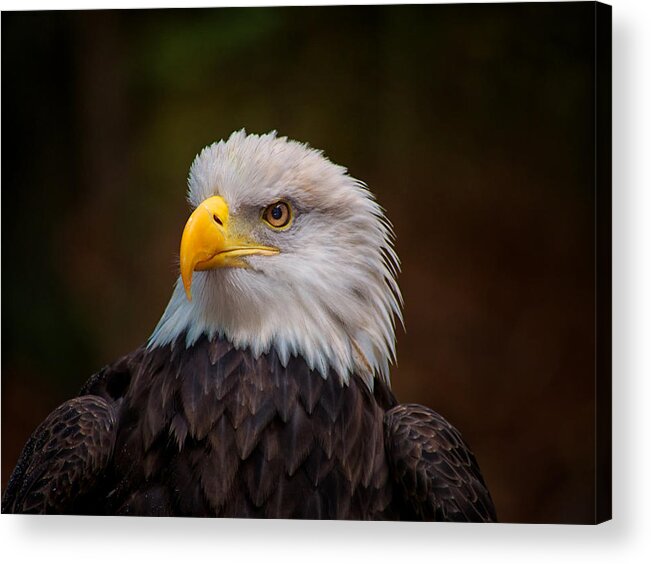 Bald Eagle Acrylic Print featuring the photograph Eagle by Mark Steven Houser