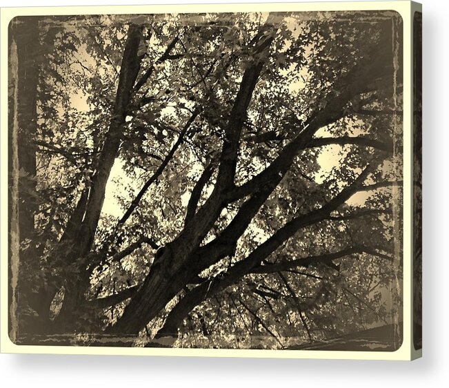 Trees Acrylic Print featuring the photograph Early Light by Frank J Casella