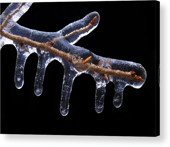 Ice Acrylic Print featuring the photograph Encased by Adam Long