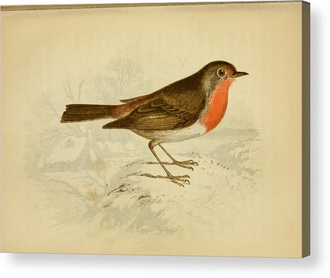 English Acrylic Print featuring the painting English Robin by Philip Ralley