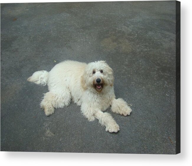 Labradoodle Acrylic Print featuring the photograph Fab-R-Doodle by Bill TALICH