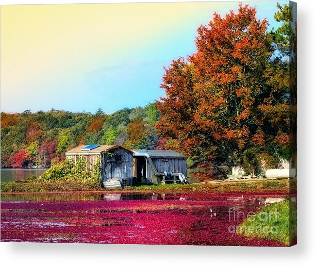 Cranberries Acrylic Print featuring the photograph Farming Cranberries by Gina Cormier