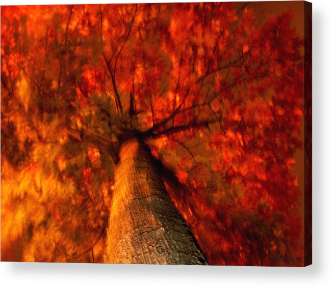 Nature Acrylic Print featuring the photograph Fiery Tree by Joseph Hedaya