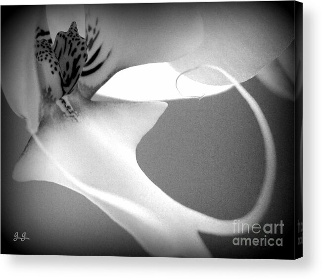 Orchid Acrylic Print featuring the photograph Fine Lines Black and White by Geri Glavis