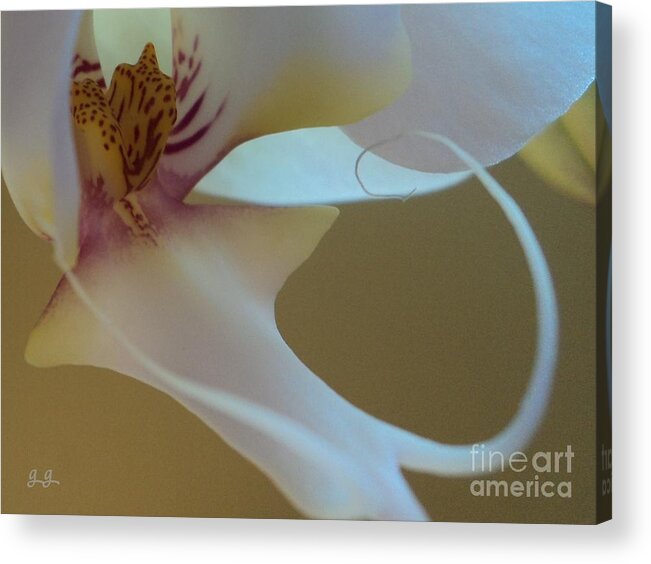 Orchid Acrylic Print featuring the photograph Fine Lines by Geri Glavis