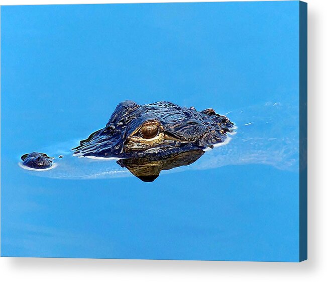 Alligator Acrylic Print featuring the photograph Floating Gator Eye by Christopher Mercer