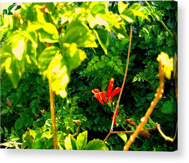 Florals Acrylic Print featuring the photograph Floral 4 by Dan Twyman