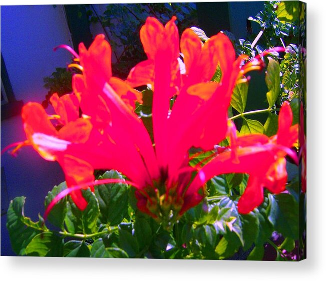 Flower Blossom Acrylic Print featuring the photograph Floral 6 by Dan Twyman