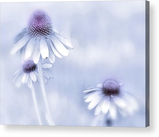 Echinecea Acrylic Print featuring the photograph Flower Trio by Andrea Kollo