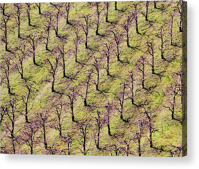 In A Row Acrylic Print featuring the photograph Flowering Almond Trees Plantation by Brytta