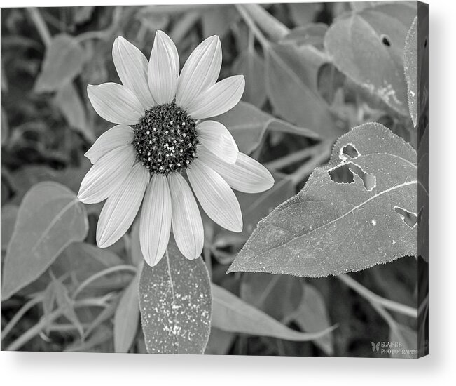 Plants Acrylic Print featuring the photograph Flowers by Elaine Malott