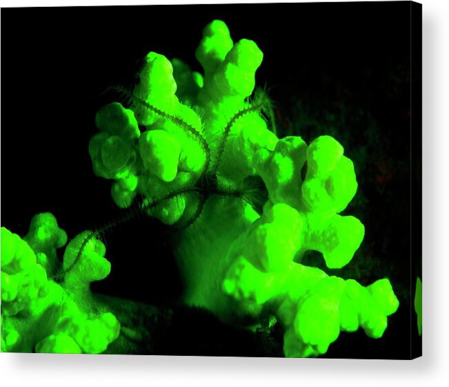 Animal Acrylic Print featuring the photograph Fluorescent Coral And Brittlestar by Louise Murray/science Photo Library