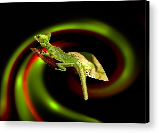 Reptiles Acrylic Print featuring the photograph Flying Gekko by Christine Sponchia