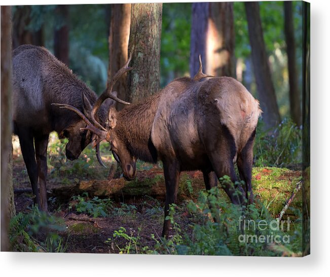 Bulls Acrylic Print featuring the photograph Forest Battle by Michael Dawson