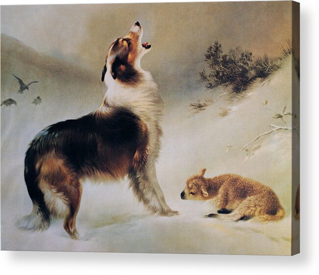 Collie Dog Acrylic Print featuring the painting Found by Albrecht Schenck