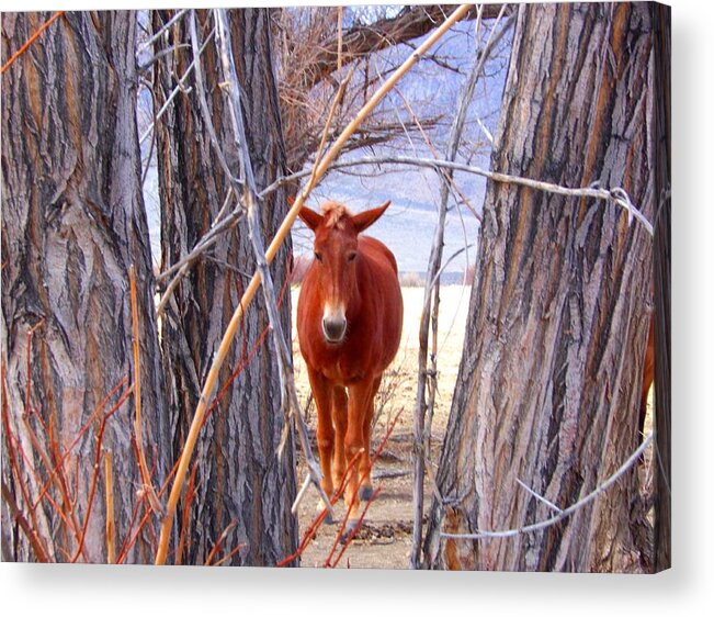 Mule Acrylic Print featuring the photograph Framed by Marilyn Diaz