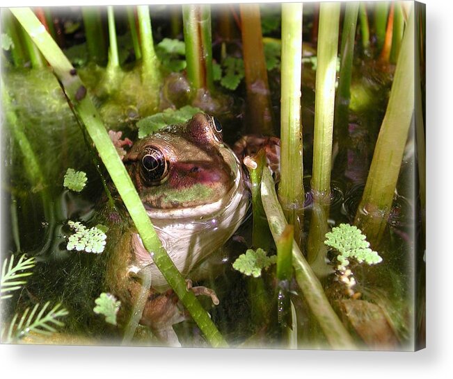 Frog Acrylic Print featuring the photograph Frog in Shady Slime by Mike Kling
