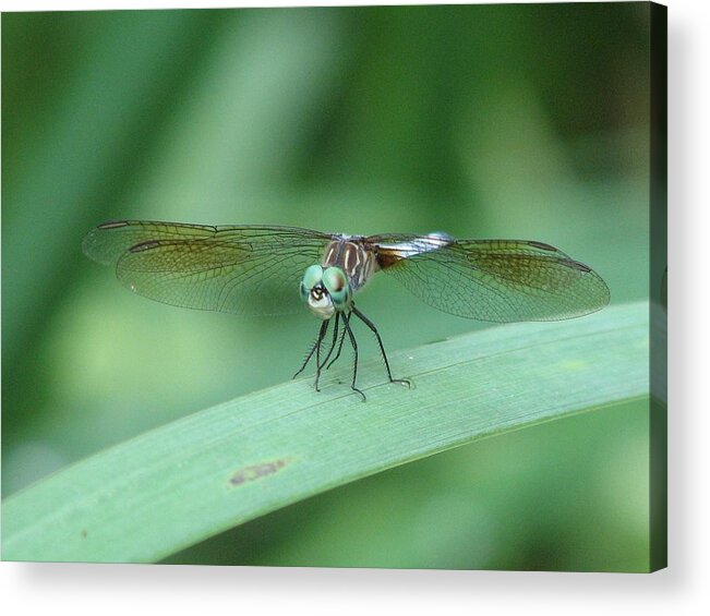 Dragonfly Acrylic Print featuring the photograph Get a Grip by Cleaster Cotton