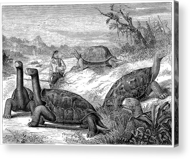Giant Acrylic Print featuring the photograph Giant Land Tortoises by Universal History Archive/uig