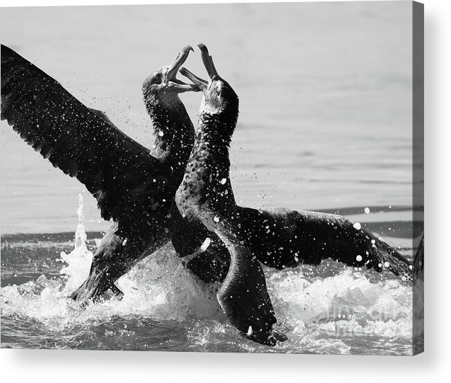 Behavior Acrylic Print featuring the photograph Giant Petrels Fighting by Max Allen
