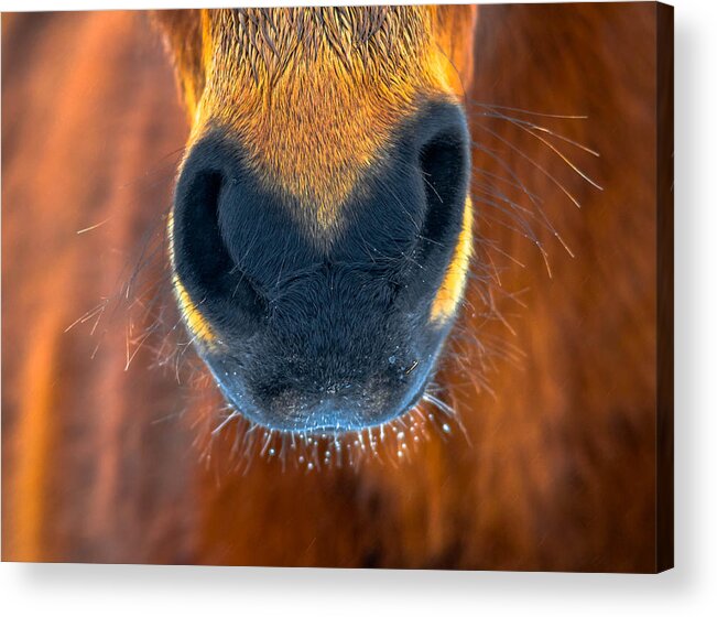 Bay Acrylic Print featuring the photograph Gift Horse by Brian Stevens