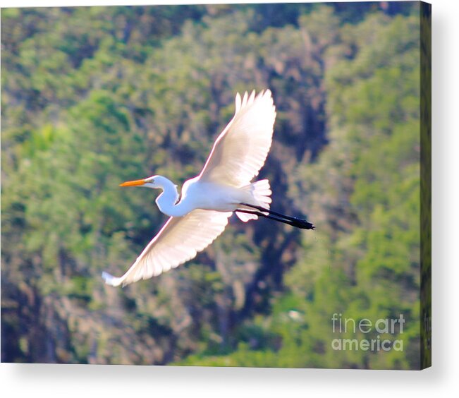 Egret Acrylic Print featuring the photograph Gliding Egret by Andre Turner