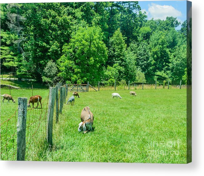 North Carolina Acrylic Print featuring the photograph Goat Pasture by Elvis Vaughn
