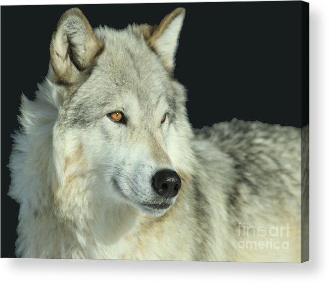 Gray Wolf Acrylic Print featuring the photograph Golden Eye by Adam Jewell