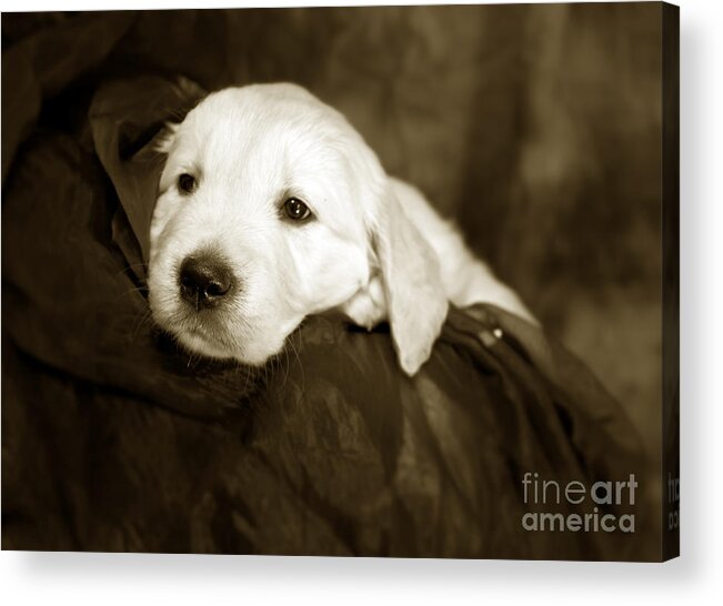 Dog Acrylic Print featuring the photograph Golden retriever pup by Ang El