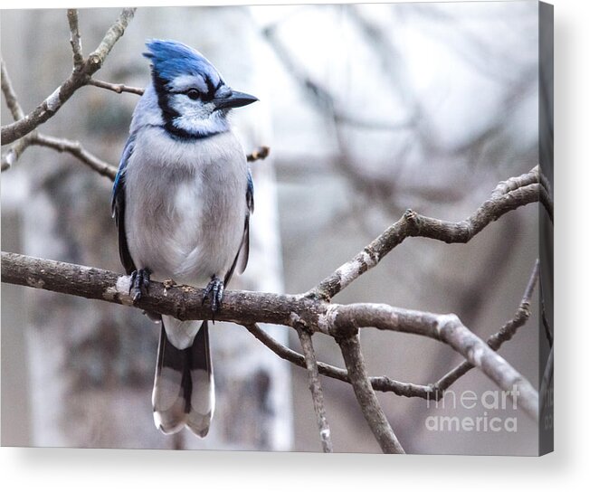  Acrylic Print featuring the photograph Gorgeous Blue Jay by Cheryl Baxter