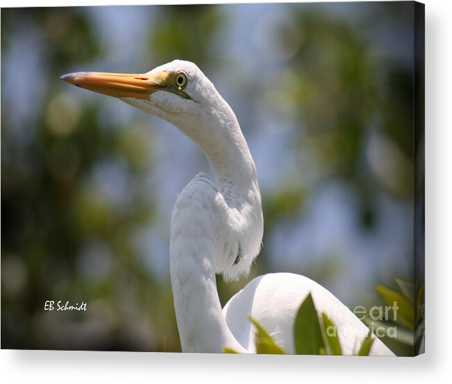 Great Egret Acrylic Print featuring the photograph Great Egret 01 by E B Schmidt