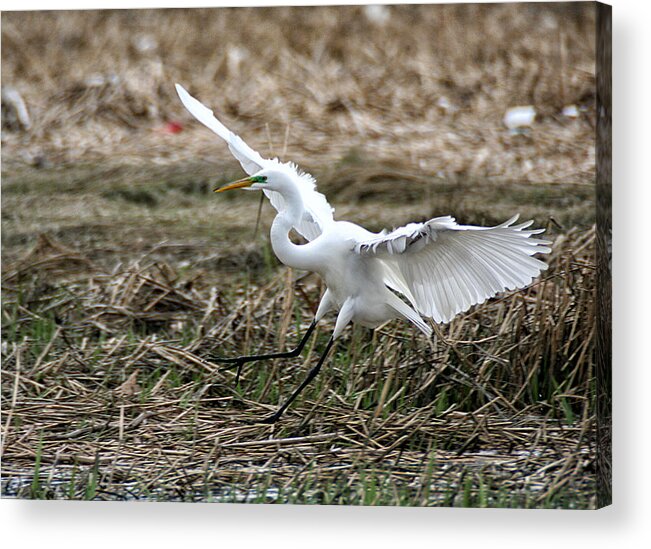 Wildlife Acrylic Print featuring the photograph Great Egret Landing by William Selander