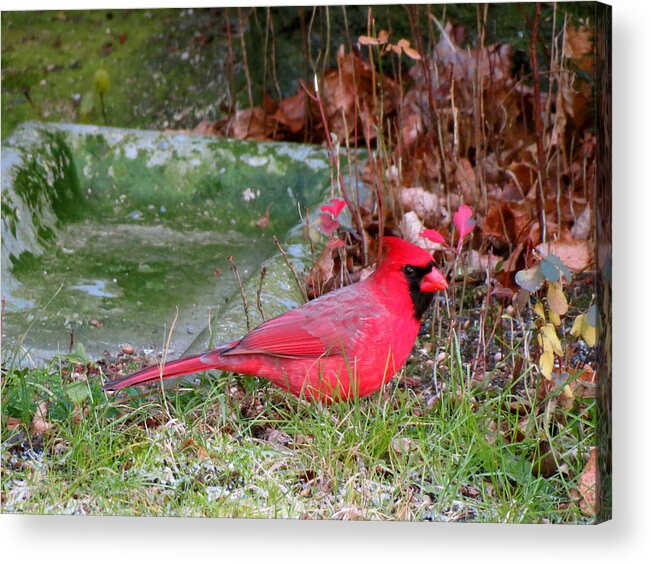 Cardinal Acrylic Print featuring the photograph Green Christmas by Azthet Photography