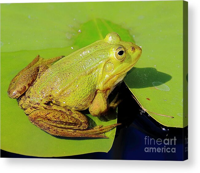 Frogs Acrylic Print featuring the photograph Green Frog 2 by Amanda Mohler