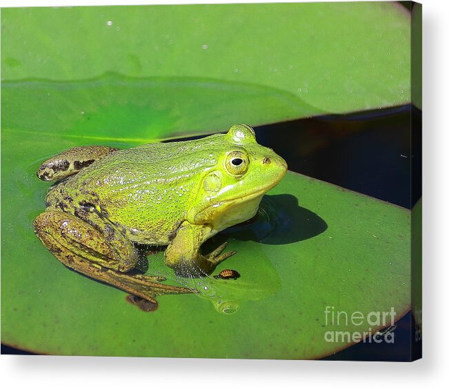 Frogs Acrylic Print featuring the photograph Green Frog by Amanda Mohler