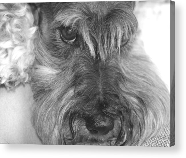 Miniature Schnauzer Acrylic Print featuring the photograph Gretl and The Look by Andrea Lazar