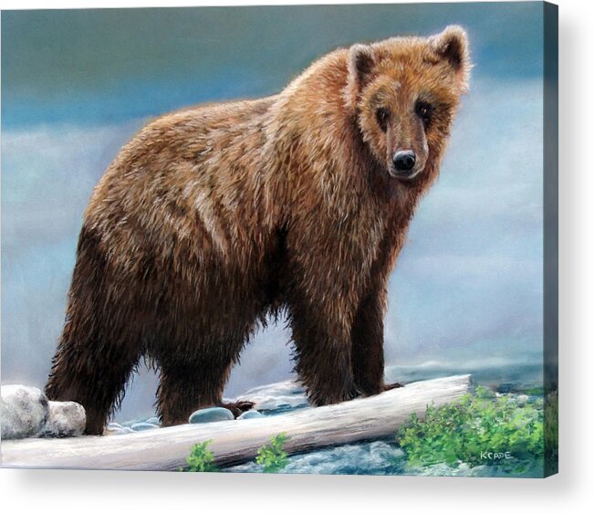 Grizzly Bear Acrylic Print featuring the drawing Grizzly by Karen Cade