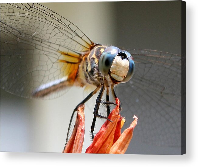 Nature Acrylic Print featuring the photograph Happy Dragonfly by William Selander