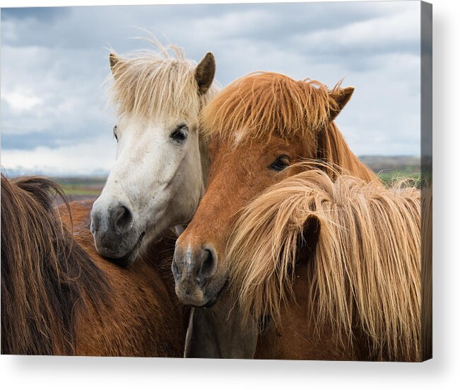 Horses Acrylic Print featuring the photograph Happy horse friends in Iceland by Matthias Hauser