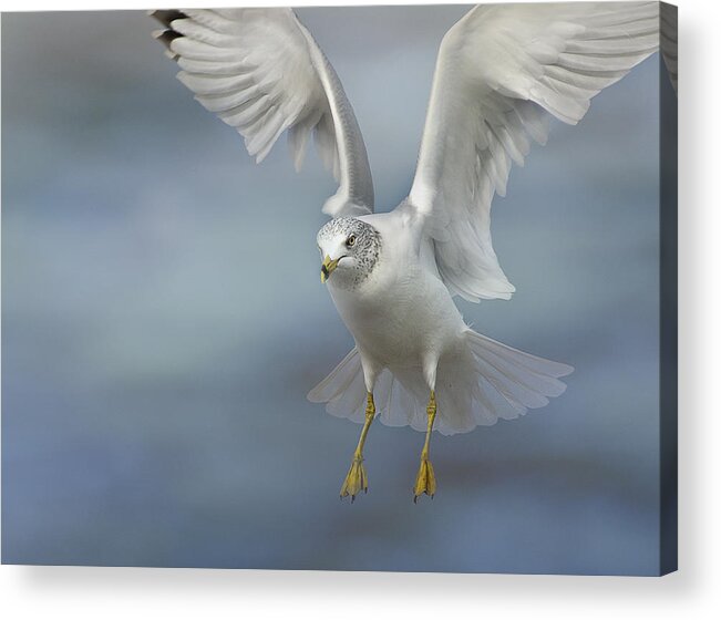 Gull Acrylic Print featuring the photograph Heavenly by Carol Erikson