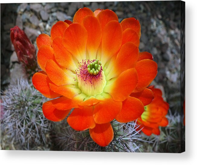 Hedgehog Acrylic Print featuring the photograph Hedgehog Cactus Flames by Robert Meyers-Lussier