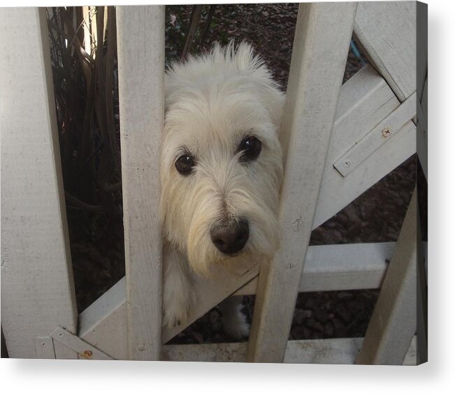 Family Dog Acrylic Print featuring the photograph Help me by Bill TALICH