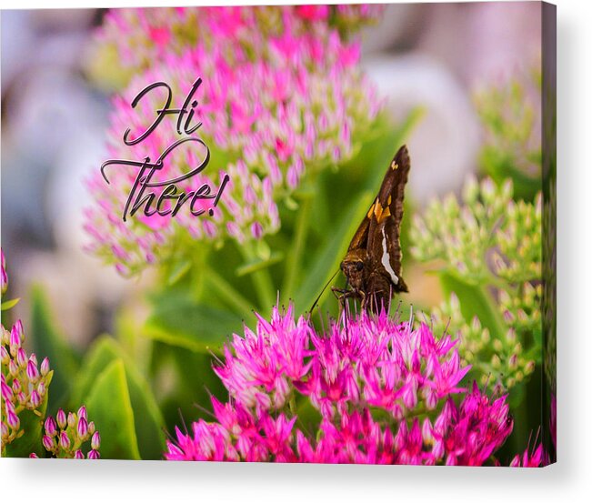 Hi There Greeting Card. Butterfly. Pink Flowers. Green Leaves. Photography. Word Art. Nature. Wildlife. Print. Acrylic Print featuring the photograph Hi There by Mary Timman