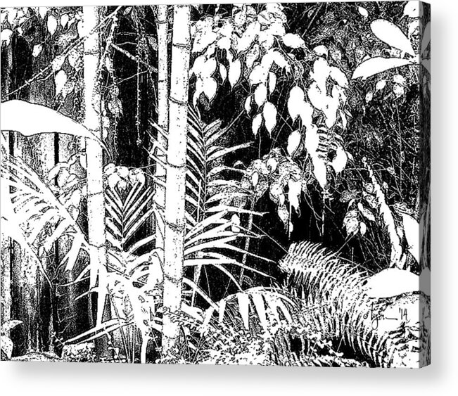 Stag Horn Fern Acrylic Print featuring the photograph Hidden Glade by Angela Treat Lyon