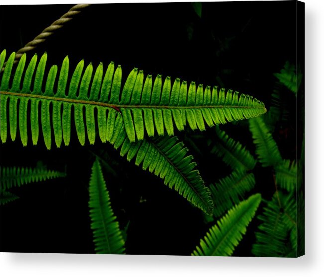 Nature Acrylic Print featuring the photograph Divergence by Kidder Sherwood