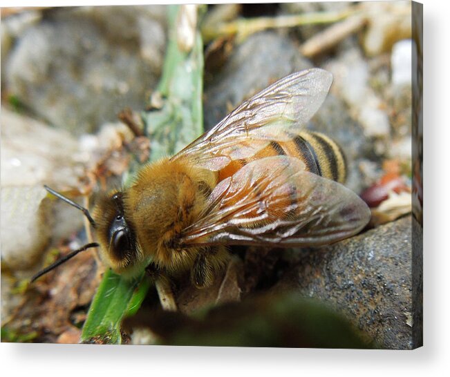Macro Acrylic Print featuring the photograph Honey Bee by Pete Trenholm