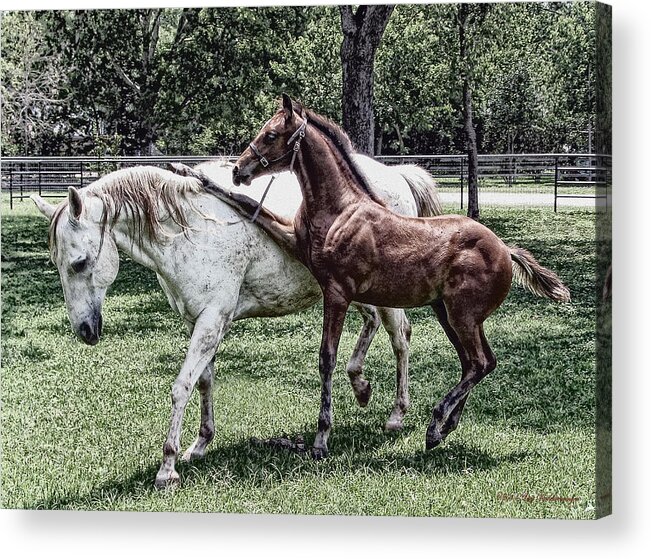 Horse Photograph Acrylic Print featuring the photograph Horse Yoga by Lucy VanSwearingen