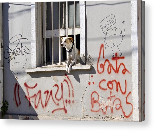 Dog Acrylic Print featuring the photograph How much is that Doggie in the Window? by Kurt Van Wagner