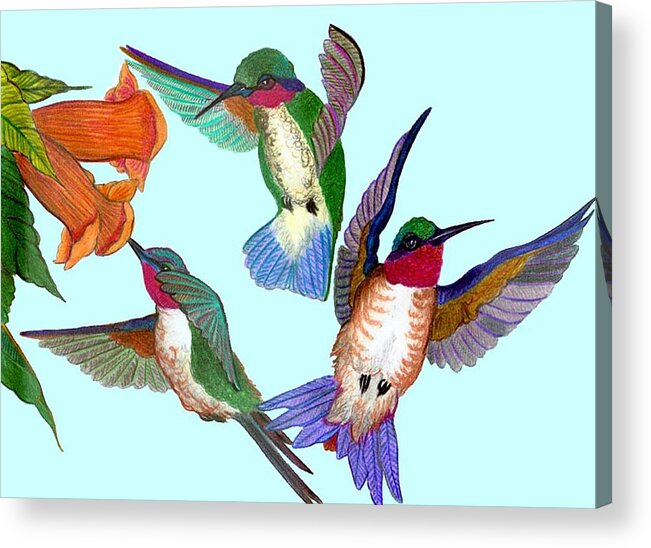 Hummingbirds Acrylic Print featuring the drawing Hummingbirds by Anthony Seeker