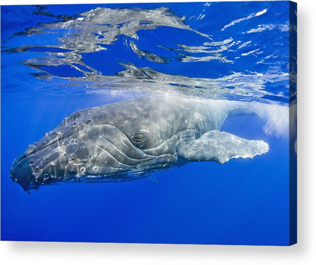 Above Acrylic Print featuring the photograph Humpback Whale - Underwater by M Swiet Productions